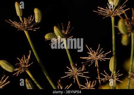 Essiccare i semi di finocchio al sole del pomeriggio sullo sfondo. L'immagine ha un tono caldo con colori terrosi. Si tratta di un'immagine macro. Foto Stock