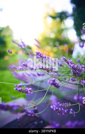 Luminosa lavanda in fiore nel letto da giardino. Foto di alta qualità Foto Stock