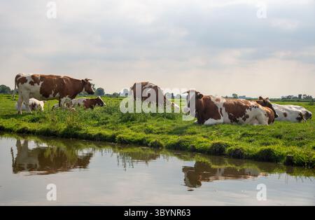 Famoso paesaggio polder in Olanda vicino ad Amsterdam Foto Stock