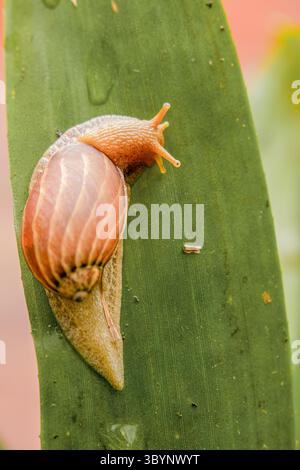 Una lumaca di terra che strizza su una foglia di bromeliade, macrofotografia scattata in un giardino nelle montagne andine orientali della Colombia centrale, vicino a Iguaque Foto Stock