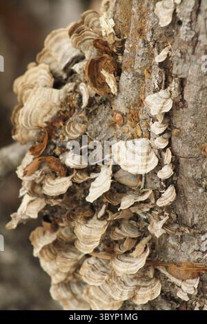 Virginia, funghi USA che crescono su un tronco di albero morto. Foto Stock