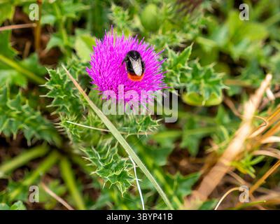 Un bumblebee di pietra (Bombus lapidarius) seduto su un fior di cardo (Carduus acanthoides). Fotografato nel Parco naturale di Altmühltal vicino a Eichstätt. Foto Stock