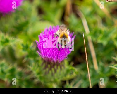 Un fiumbelico da campo (Bombus pascuorum) si trova su un fior di cardo (Carduus acanthoides). Fotografato nel Parco naturale di Altmühltal vicino a Eichstätt. Foto Stock