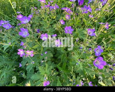 Gli splendidi gerani viola mostrano i loro delicati petali e la lussureggiante vegetazione sotto il sole. Foto Stock