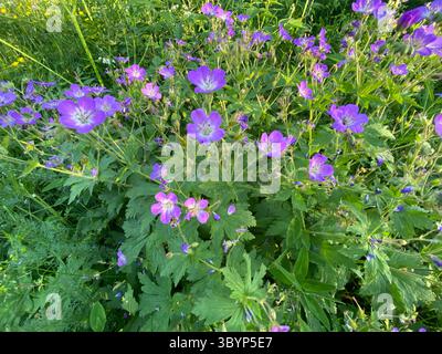 Gli splendidi gerani viola mostrano i loro delicati petali e la lussureggiante vegetazione sotto il sole. Foto Stock