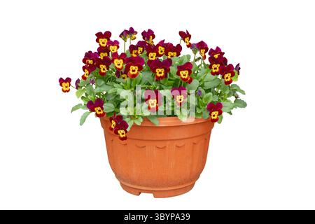 Fioritura in abbondanza rossa con facce gialle pansia del giardino (Viola x wittrockiana) in un vaso di fiori isolato su sfondo bianco. Foto Stock