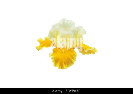 Testa di fiori di Iris barbuti con standard bianchi e cascate gialle isolate su sfondo bianco. Elegante primo piano floreale ideale per design botanico, packa Foto Stock