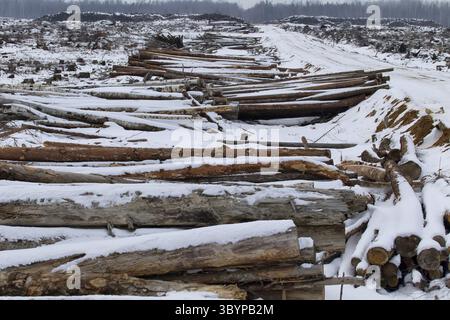 Perdita di legname nel tronco. La foresta di pini giace nel fosso di drenaggio, abbattimento pulito coperto di neve (disboscamento invernale). Industria forestale Foto Stock