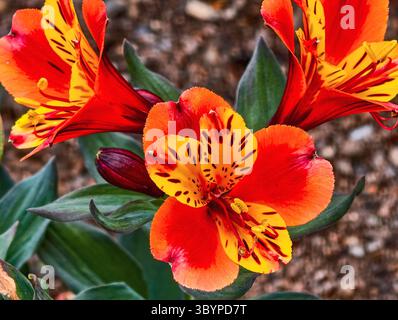 Splendida Alstroemeria rossa e gialla Fiori in fiore - Fotografia floreale ad alta risoluzione ideale per sfondi digitali, social media e contenuti visivi vivaci Foto Stock