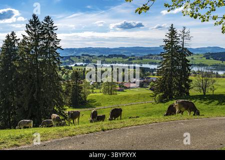 Bellissima escursione lungo il lago Rottachsee con sentiero di burroni fino alle rovine di Burgkranzegg nella regione di Allgau Foto Stock