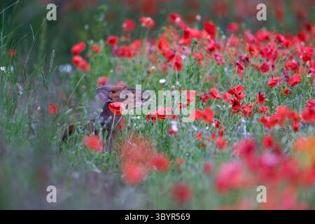 Muntjac-Muntiacus reevesi (doe) nutrirsi di papaveri comuni-roeas di papavero. Foto Stock