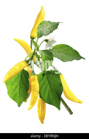 Goccia di limone di Aji o pepe di limone di Aji (Capsicum baccatum). Frutta, foglie, fiori. Tracciato di ritaglio Foto Stock