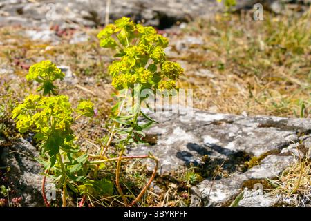 I fiori selvatici con vibranti fiori gialli-verdi crescono tra le pietre in un ambiente soleggiato, mostrando la bellezza della natura in un ambiente roccioso durante Foto Stock