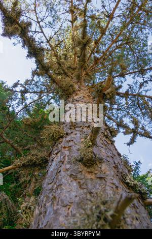 Un torreggiante albero di pino si erge in modo prominente, con corteccia e rami strutturati visibili mentre si estendono verso l'alto. Il fogliame lussureggiante lo circonda, creando un ambiente sereno Foto Stock