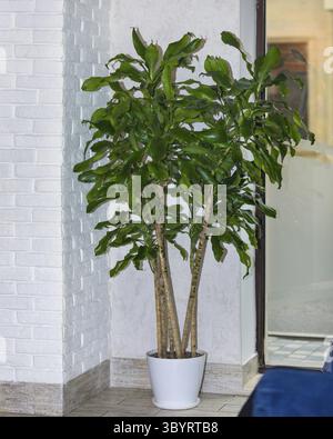 Guiana Chestnut, Pachira aquatica, albero di denaro in ufficio Foto Stock