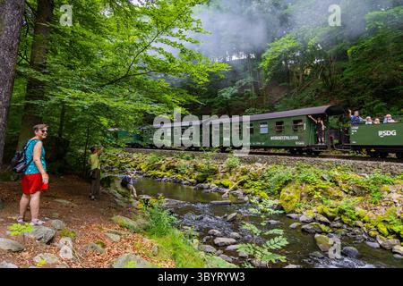 Weißeritztalbahn im Rabenauer Grund die Schmalspurbahn Freital-Hainsberg Kurort Kipsdorf, auch Weißeritztalbahn, ist eine Sächsische Schmalspurbahn im Osterzgebirge. SIE zweigt im Bahnhof Freital-Hainsberg von der Bahnstrecke Dresden Werdau ab und führt im tal der Roten Weißeritz über Dippoldiswalde und Schmiedeberg nach Kipsdorf. Die Strecke Gilt heute als dienstälteste öffentlich betriebene Schmalspurbahn Deutschlands. Rabenau Sachsen Deutschland *** Weißeritztalbahn a Rabenauer Grund la ferrovia a scartamento ridotto Freital Hainsberg Kurort Kipsdorf, nota anche come Weißeritztalbahn, è una ferrovia sassone Foto Stock