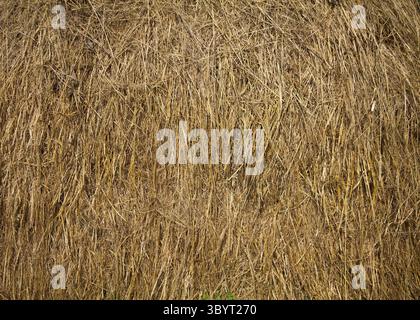 Il fieno secco closeup immagine come sfondo naturale Foto Stock