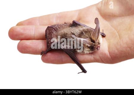 Primo piano su una mano Foto Stock
