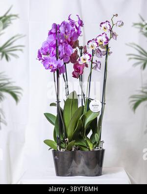 Bianco, rosa Phalaenopsis, Moth orchidea fiori nel vaso Foto Stock