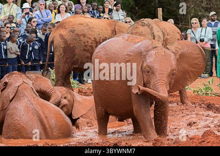Nairobi, Kenya 09-06-2018: Lo Sheldrick Wildlife Trust abbraccia tutti i mezzi che completano la conservazione, la conservazione e la protezione della fauna selvatica. Foto Stock