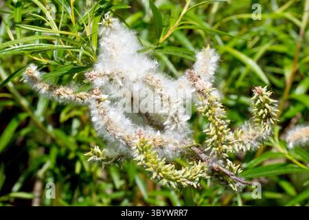 Salice (salix), da vicino che mostra la massa di semi morbidi e pelosi rilasciati dai podi di seme di un albero femminile, da disperdere dal vento in primavera. Foto Stock