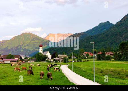 Heiterwang: Villaggio e chiesa Heiterwang, mucche, valle di Grundbach, zona di Zwischentoren, Außerfern in Tiroler Zugspitz Arena, Tirolo, Austria Foto Stock