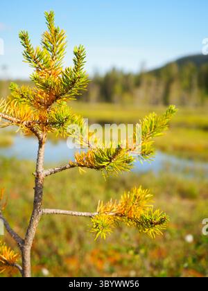 Aghi verdi vibranti su un piccolo ramo di pino in un paesaggio paludoso soleggiato con colline lontane Foto Stock