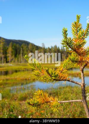 Aghi verdi vibranti su un piccolo ramo di pino in un paesaggio paludoso soleggiato con colline lontane Foto Stock