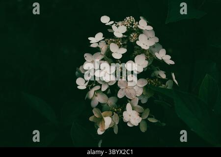 I fiori di ortensia bianca fioriscono su uno sfondo verde scuro, a testimonianza dell'eleganza della natura. Un gruppo di delicate ortensie bianche fiorisce contro una mosca Foto Stock