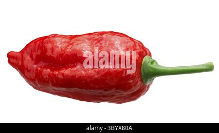 Il Dorset Naga o Naga Morich Peperoncino (Capsicum chinense x C. frutescens), tutto mature pod Foto Stock