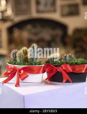 Terrarium piante con succulento, cactus in vaso bianco e nero Foto Stock