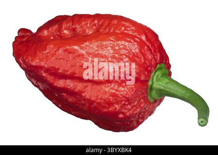 Il Dorset Naga o Naga Morich Peperoncino (Capsicum chinense), vista dall'alto Foto Stock