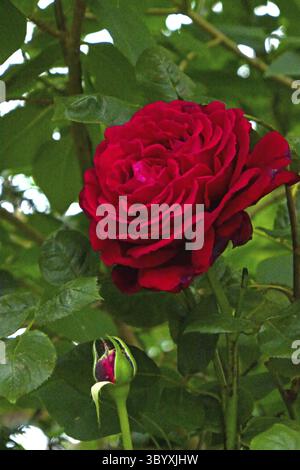Red Rose Katherine Renaissance Foto Stock