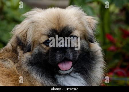 Un colpo alla testa di un cane tibetano spagnolo maschio Foto Stock