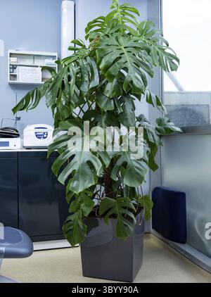 Caseificio svizzero, Monstera deliziosa in ufficio Foto Stock