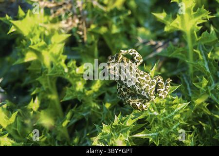 Il rospo variabile (Bufo viridis) caccia piccoli insetti nelle dune delle steppe. Arabatskaya strelka. Mare di Azov Foto Stock