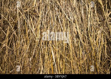 Il fieno secco closeup immagine come sfondo naturale Foto Stock