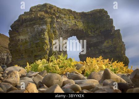 Arco di Steller (in onore dello zoologo Georg Steller). Enorme arco di pietra sulla riva dell'oceano Pacifico. Isola di Bering. Isole Comandanti, formazione rocciosa Foto Stock