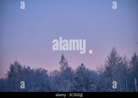 Luna su boschi ghiacciati al crepuscolo. Foto di alta qualità Foto Stock