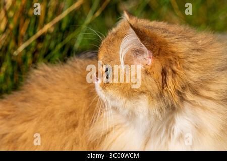 Cat Longhair britannico a faccia piatta (ny11) in profilo con pelliccia lussureggiante all'aperto Foto Stock