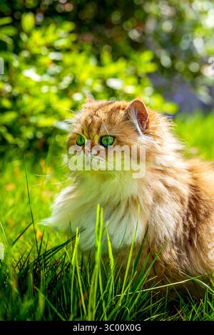 Gatto Longhair britannico d'oro con occhi verdi seduto nell'erba illuminata dal sole Foto Stock