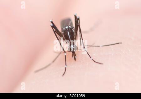 Zanzara di tigre asiatica, Aedes albopictus, femmina mordere la pelle umana e ingrossare nel sangue Foto Stock