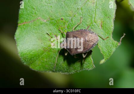 Stink Bug, Euschistus sp. Foto Stock