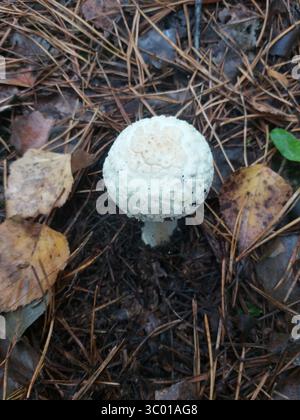Un singolo fungo di palla che cresce sul fondo della foresta tra aghi di pino e foglie cadute. Foto Stock