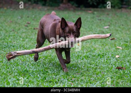 Una Kelpie rossa o una Kelpie australiana, con un bastone, Australia Foto Stock