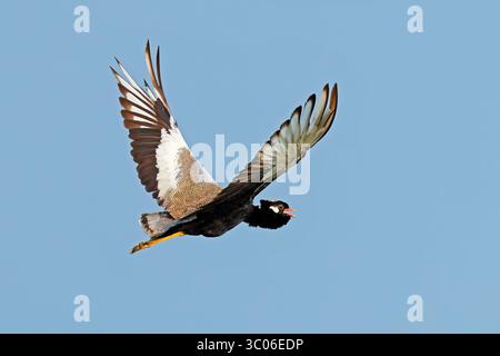 Un korhaan nero del nord (Afrotis afraoides) in volo contro un cielo azzurro, in Sudafrica Foto Stock