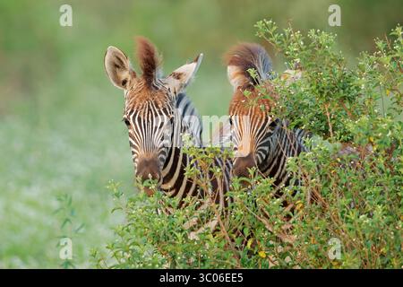 Ritratto di due zebre di pianura (Equus burchelli) puledri in habitat naturale, riserva di caccia Madikwe, Sudafrica Foto Stock