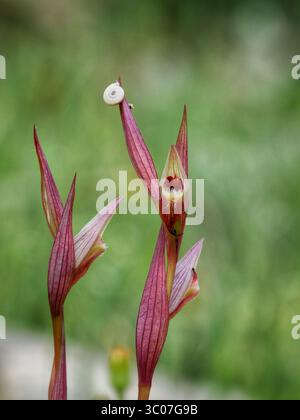 Orchidea selvatica e piccola lumaca Foto Stock