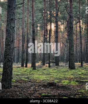 Alba nella pineta in autunno. Foresta di pini al mattino nebbiosa con la luce del sole che scorre attraverso gli alti tronchi dritti degli alberi e il terreno coperto di muschio. Foto Stock
