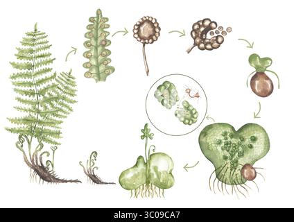 Acquerello ciclo di vita delle piante di felce forestali, poster della fase di crescita della felce, stampa della flora selvatica Foto Stock